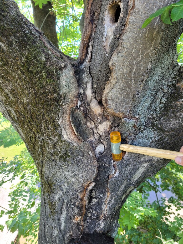 Baum­untersuchungen